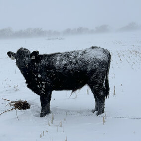 Cattle in a very snowy pasture