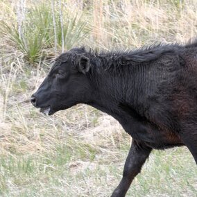 Heat stressed yearling