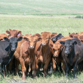 Yearlings on pasture