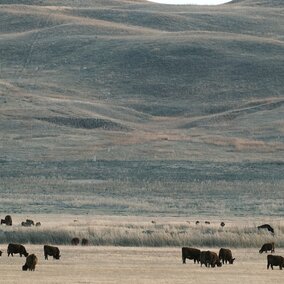 Cows grazing