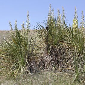 Yucca