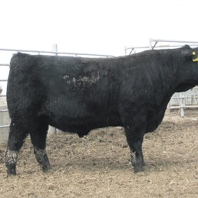 Profile of a beef cow