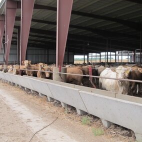 A group of cattle