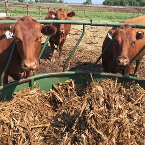 Cows at feeder