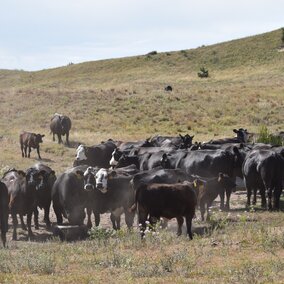Cows around a water tank in the Nebraska Sandhills