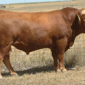 Profile of a beef cow