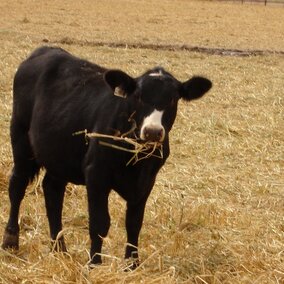 Calf grazing windrow