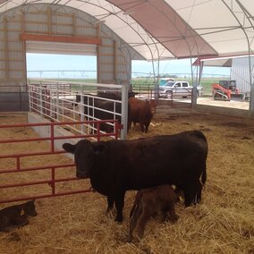 photo of cattle in a hoop barn