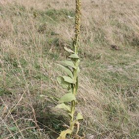 Common mullein in the field