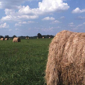 Bales of hay in a field