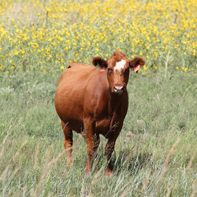 Cow standing in a field