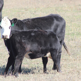 Calf in a field