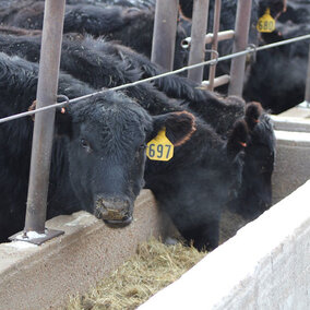 Cattle eating from a trough