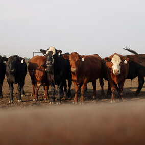 Group of cattle at the feedyard