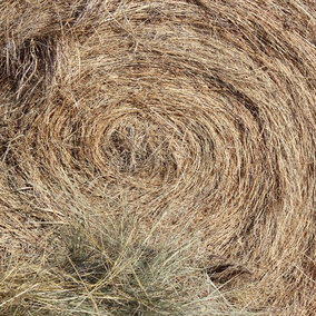 Close up of hay