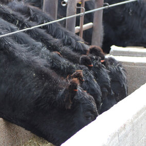 Cattle eating from a trough