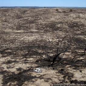 Sandhills grassland that was burned in a wildfire in 2012