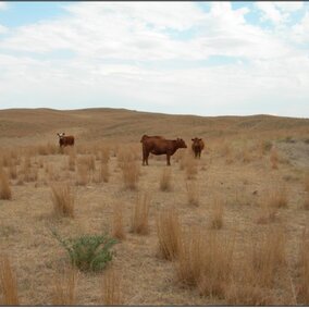 cattle graizing in a dry pasture