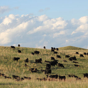 Group of cattle on a field