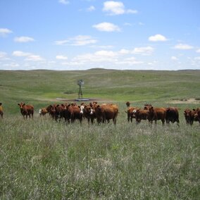 Cows in a field