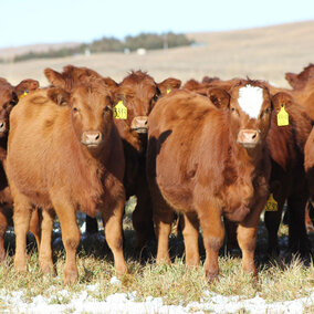 Herd of beef cattle