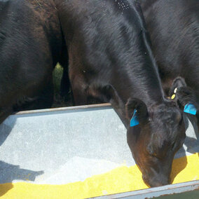 Cattle eating from a trough