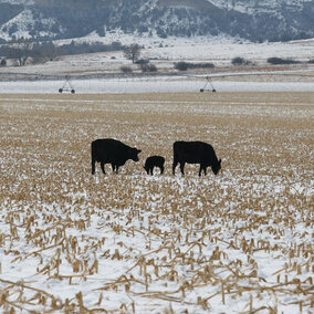 Cattle grazing in a field in the winter