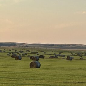 Round hay bales on meadow. Photo by TL Meyer