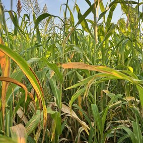 Sorghum sudan grows under a clear blue sky, with tall green and yellow stalks in sunlight.