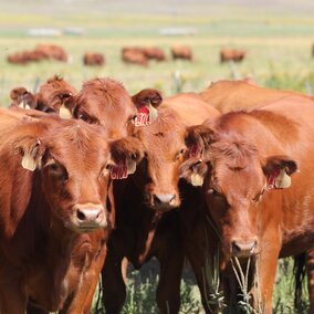 A group of cows in a field