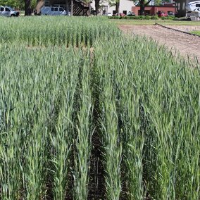 Triticale plot