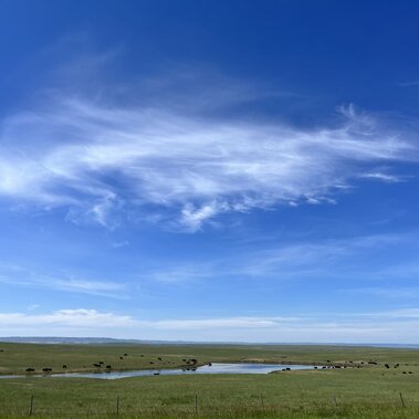 Nebraska cattle near pond on grassland