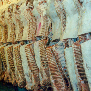 Beef carcasses