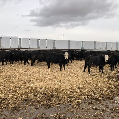 Cattle in bedded feedyard