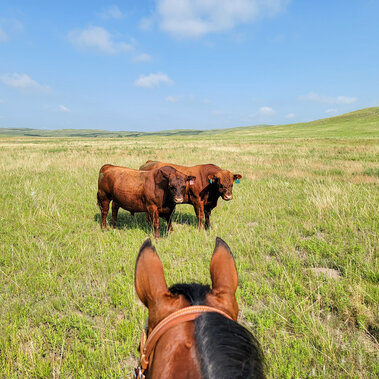 Bulls on pasture