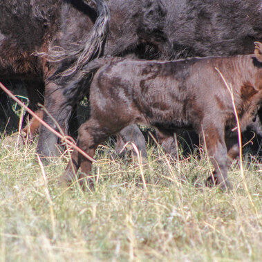 Calf at branding