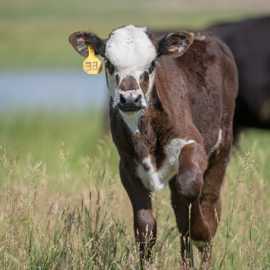 Calf on range
