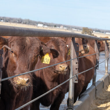 Calves at bunk