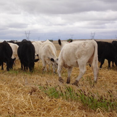 Cattle grazing on millet