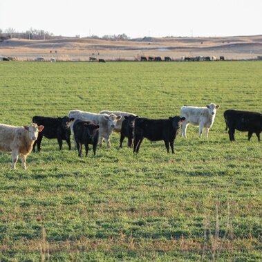 several cows grazing cereal grains
