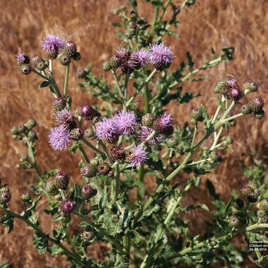 Canada thistle in flowering stage