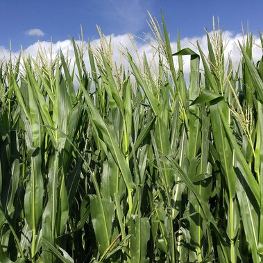 Standing Corn
