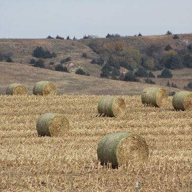 Cornstalk bales