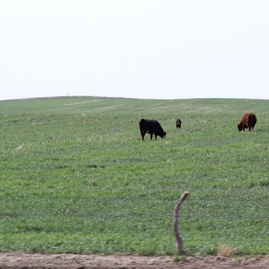 Spring cover crop grazing