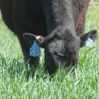 Cow grazes green cover crop. Photo by Mary Drewnoski.
