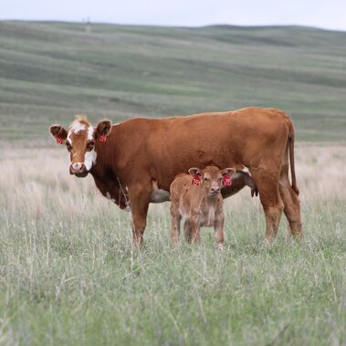 Cow and calf