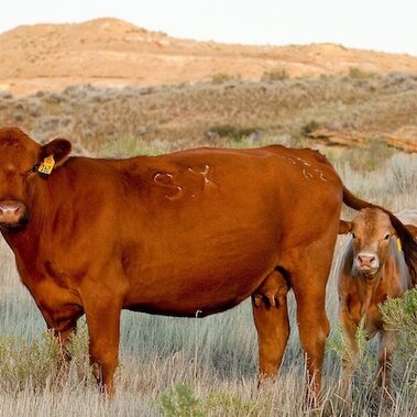 photo of a cow with calf in a pasture
