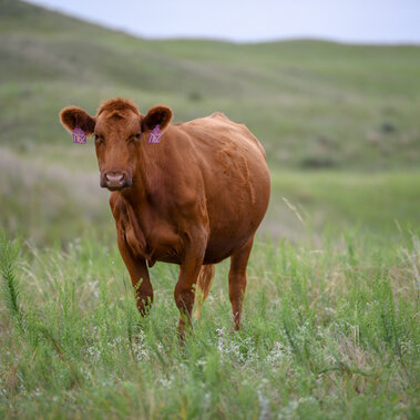 Cow on rangeland