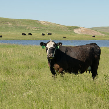Cows on pasture