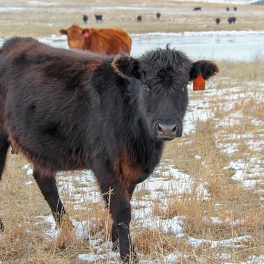 Heifer on winter pasture